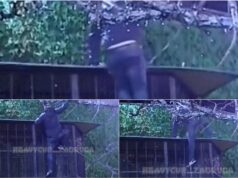 MILJANIN DEČKO POBJEGAO IZ ZADRUGE! Isplivao snimak Nenadovog bijega, izašao iz Bele kuće i nestao! (VIDEO)