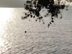 Morski pas u Hrvatskoj snimljen kako pliva u plićaku (Video)