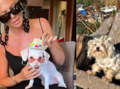 Jelena Karleuša udomila psa nađenog na divljoj deponiji u užasnom stanju! (Foto)