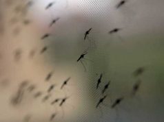 U Hrvatskoj će svakog ponedjeljka puštati 50.000 uvezenih komaraca – evo i zašto
