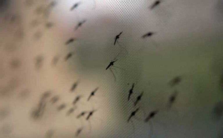 U Hrvatskoj će svakog ponedjeljka puštati 50.000 uvezenih komaraca – evo i zašto