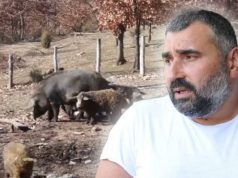 Pčelar, rijaliti igrač, kuhar, svinjar: Miki Đuričić sad želi da bude travar, evo u šta ulaže 30.000 eura!