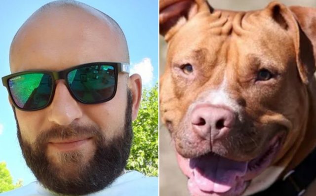 pit bul 1