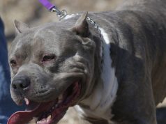 Horor u Srbiji: Pit bul izujedao ženu i bebu
