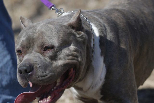 pitbul n