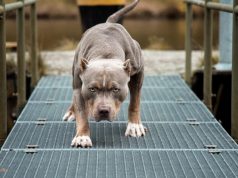 Teslić: Pit bull preskočio ogradu i napao djecu, a nakon toga otac dječaka objesio psa!