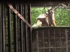 Zadrugarka pobjegla iz rijalitija: Uhvaćena u laži, pa preskočila ogradu i napustila Šimanovce (Video)