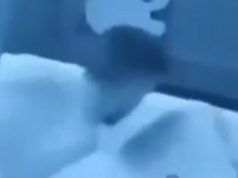 ERUPCIJA NASILJA U RIJALITIJU! Marko počupao Sanju, od siline joj se glava okrenula! Procurio snimak koji je zgrozio naciju (Video)