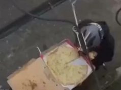 POSLIJE OVOG SNIMKA TEŠKO DA ĆETE OPET NARUČITI HRANU: Dostavljač nosio picu, a onda je uradio gnusnu stvar (VIDEO)