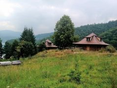 ZASTRAŠUJUĆE STVORENJE SNIMLJENO NA TARI: Sve češće ih ima u Srbiji, na mrežama zaprepašćeni – “Šta je bre ovo, spali ga” (FOTO)