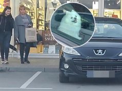 DOK PAZARI KOD KINEZA, KUČE OSTAVILA U KOLIMA SAT VREMENA! Šok paparaco Goce Džehverović