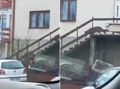 STRAŠAN PRIZOR U ŽITORAĐI! Vukovi slobodno šetaju ispred kuće – Upali u dvorište i pojeli psa