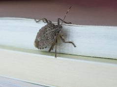 Šta nikad ne smijete raditi kad nađete smrdibubu u kući