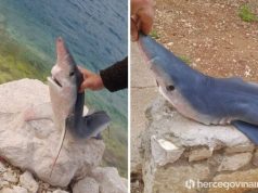 U Neumu ulovljen morski pas Modrulj: Jedan od najopasnijih na svijetu i najopasniji u Jadranu