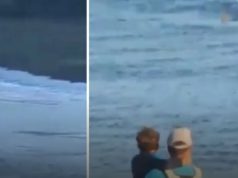 Uzbuna u turističkom raju, djevojka bila u moru u trenutku kada se pojavio morski pas (VIDEO)