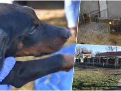 HOROR! PSIMA SJEKAO UŠI, REPOVE… Uhapšen stranac (34) zbog zlostavljanja i ubijanja životinja (FOTO)