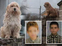 Pas na kiši sjedi dok gleda dvorište kojim Jovan i Vukan nikad neće ponovo proći: Prizor tjera suze na oči