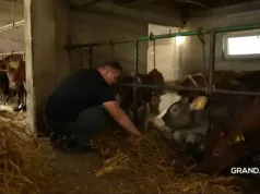 Pjevač iz Visokog pjeva kravama i vjerujem da mu zbog toga daju više mlijeka