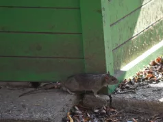 UŽAS! PACOVI IZUJEDALI BRATA I SESTRU Bebe bliznakinje pronađeni krvave sa dubokim ranama: Glodari ih ujedali po glavi, licu, rukama…