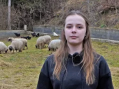 Svaka čast: Ajla je željela imati jednu ovcu, javili se dobri ljudi i donirali joj cijelo stado