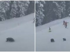 VIDEO| Horor na planini: Medvjedi napali skijaše