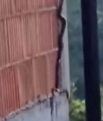 PRIZOR KOJI LEDI KRV U ŽILAMA: Zmija snimljena kako se uspinje uz zid kuće