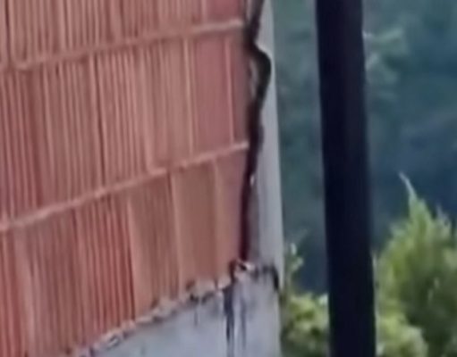 PRIZOR KOJI LEDI KRV U ŽILAMA: Zmija snimljena kako se uspinje uz zid kuće