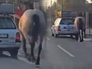 JEZIVO ZLOSTAVLJANJE KONJA: Vezao ga za automobil i vukao ulicama, sve snimljeno (VIDEO)