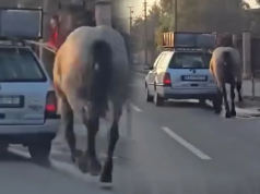 JEZIVO ZLOSTAVLJANJE KONJA: Vezao ga za automobil i vukao ulicama, sve snimljeno (VIDEO)