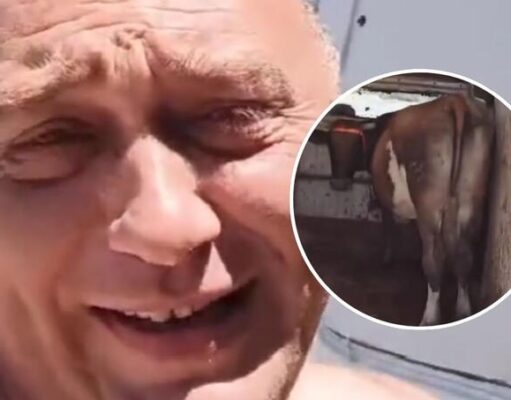 Hit iz Neuma: Bosanac na more poveo i kravu, video postao viralan