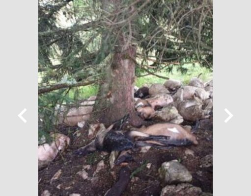 Grom pogodio stado povratničke porodice kod Han Pijeska: Ostali bez svega od čega su živjeli