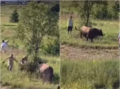 Haos na Igmanu: Bik krenuo prema publici, nastala panika
