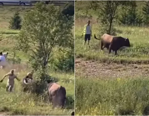 Haos na Igmanu: Bik krenuo prema publici, nastala panika