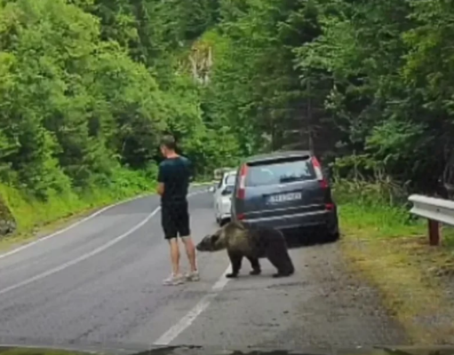 MEDVJED MU PRIŠAO S LEĐA: Snimak koji je zaprepastio milione završio potpunim haosom (VIDEO)