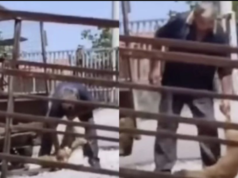 Uznemirujući snimak iz bh. susjedstva: Radnik pečenjare uhapšen nakon što je usmrtio dva psa