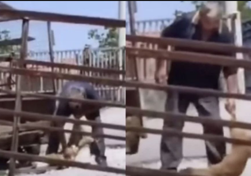 Uznemirujući snimak iz bh. susjedstva: Radnik pečenjare uhapšen nakon što je usmrtio dva psa
