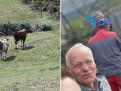Tragedija kod Cazina: Agresivni bik usmrtio farmera Ibrahima Škahića pred porodičnom kućom