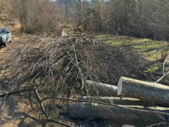 Tragedija kod Sarajeva: Radnik poginuo tokom sječe šume