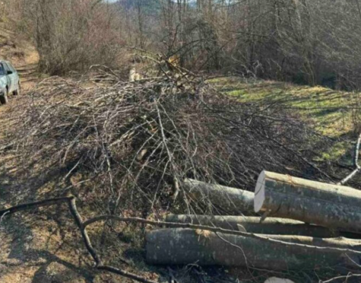 Tragedija kod Sarajeva: Radnik poginuo tokom sječe šume